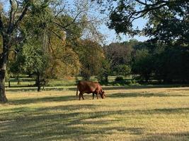 vaca angus vermelha pastando em um pasto verde exuberante