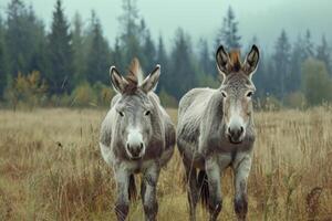 ai gerado cinzento burros em pasto foto