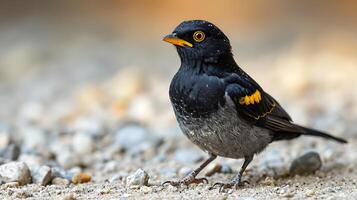 ai gerado Visão do uma lindo myna pássaro foto