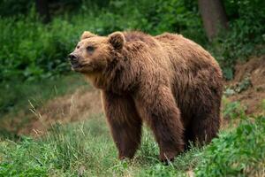 Kamchatka Castanho urso. Castanho pele casaco, Perigo e agressivo animal. grande mamífero a partir de Rússia. foto