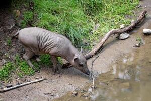 babirusa celebridades ameaçadas de extinção animal espécies. jovem leitão buru bairusa. foto