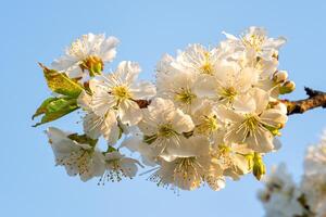 cereja flores em uma azul céu. Primavera floral fundo. cereja flores florescendo dentro a primavera. foto
