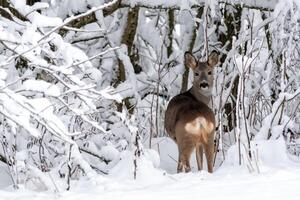 ovas veado dentro uma Nevado floresta. Capreolus capreolus. selvagem ovas veado dentro inverno natureza. foto