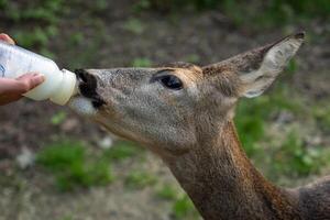 veado bebidas leite a partir de a garrafa, animais selvagens resgatar. foto