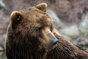 frente Visão do Castanho urso. retrato do Kamchatka Urso foto