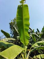 uma banana plantar com ampla folhas e uma azul céu foto