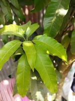 uma verde plantar com folhas crescendo em isto foto