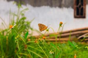 lindo colorida borboleta às pequeno folha dentro ao ar livre jardim. foto