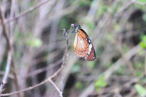 lindo colorida borboleta às pequeno folha dentro ao ar livre jardim. foto