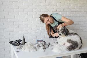 mulher sorridente arrumando cachorro bichon frise em salão foto