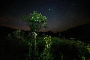 bolas de espinhos de cardo e pequena árvore no fundo da noite estrelada de verão foto