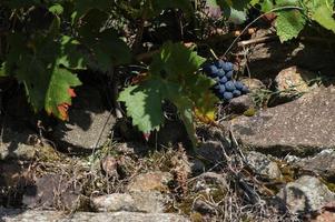 cacho de uvas vermelhas, viticultura heróica, ribeira sacra, galiza, espanha foto