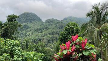 tropical montanhas coberto com selva baixo nuvens do Palma árvores e tropical plantas foto