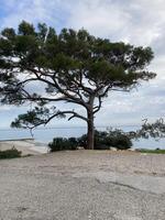 uma extenso árvore perto a estrada em a costa do a azul mar foto