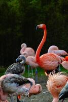 lindo flamingos caminhando dentro a água com verde gramíneas fundo foto