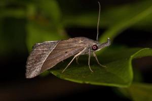 mariposa adulta underwing foto