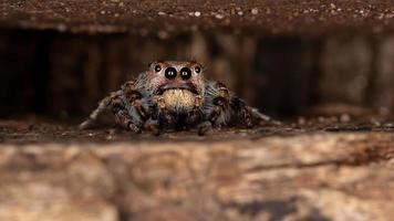 aranha saltadora masculina foto