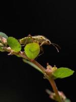 inseto planta adulta sem cheiro foto