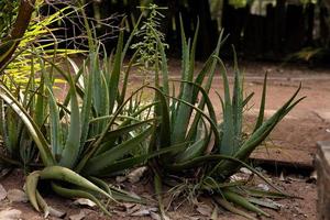 plantas de aloe vera cultivadas foto