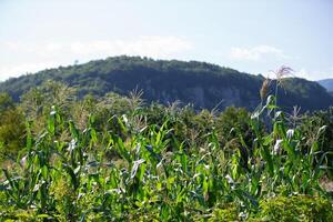 verde milho cresce dentro uma tropical clima com montanhas dentro a fundo. foto