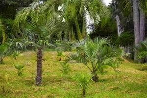 tropical palma.selva exótico plantar fundo. foto