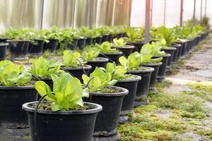 orgânico porque alface crescido dentro uma Panela dentro uma estufa. luzes do porque alface é nítido. a folhas estão delgado e verde por todo. lá é não falta cheiro, a gosto é levemente amargo. foto