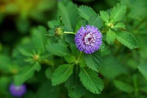 centratherum intermediário é uma roxa floração plantar. a flor forma é semelhante para uma botão e é Além disso chamado brasileiro. botão tem uma legal odor semelhante para lavanda ou abacaxi. foto