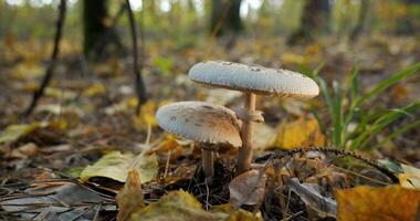 a sombrinha cogumelo dentro a floresta dentro outono temporada. macrolepiota prócera, fechar-se foto