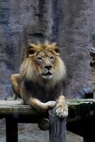 masculino leão sentado em plataforma sacramento jardim zoológico vertical foto