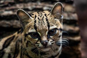 margay, leopardo wiedii foto