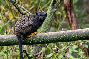 dourado entregue mico. mico saguinus midas sentado em ramo. selvagem vida animal. foto