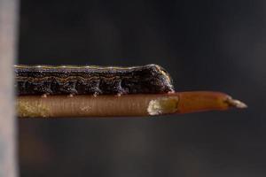 lagarta comendo a planta comum beldroegas foto