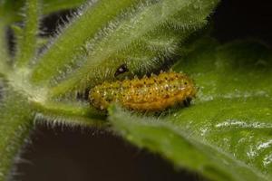 larvas de besouro de pulga
