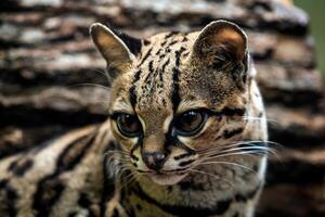 margay, leopardo wiedii foto