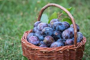 ameixa colheita. ameixas dentro uma vime cesta em a grama. colheita fruta a partir de a jardim foto