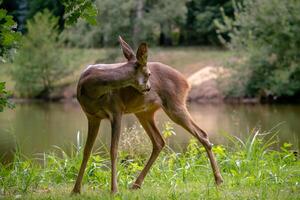 ovas veado dentro floresta, Capreolus capreolus. selvagem ovas veado dentro natureza. foto