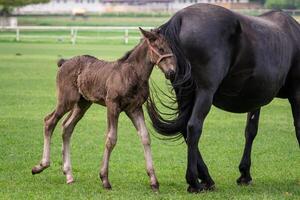 Preto kladrubian cavalo, égua com potro foto