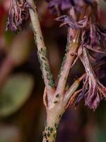 pequenos pulgões inseto na planta katy flamejante foto