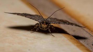 mariposa adulta underwing foto