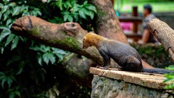 animal selvagem tayra foto