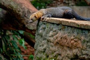 animal selvagem tayra foto