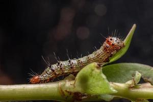 lagarta comendo uma planta comum beldroegas