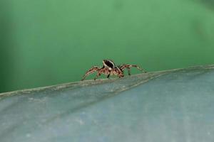 macho adulto aranha saltadora pantropical foto