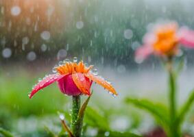 ai gerado uma Rosa flor cercado de água gotas dentro uma jardim foto