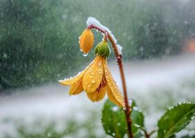 ai gerado colorida cochlospermum regium dentro a jardim. flor dentro a chuva foto