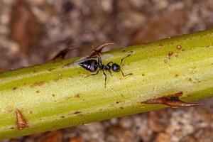 coquetel de formiga