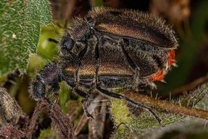 besouros adultos de articulações longas foto