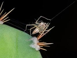 lince-aranha brasileira foto