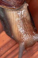 caracol gigante africano foto