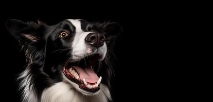 ai gerado retrato do fofa sorridente fronteira collie cachorro em Preto fundo. estúdio retrato, fechar-se. foto